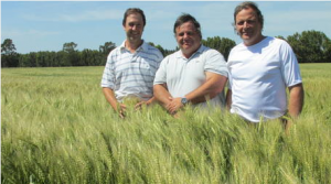 A pleno sol. Leandro Sackman (izq.), Gustavo Almassio (ctro.) y Leonardo Herrera Vegas, en un lote de trigo en Miramar.