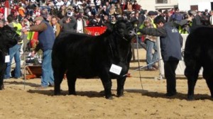 Uno de los animales que expuso la Cabaña Don José en Palermo.