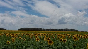 girasol.sequia